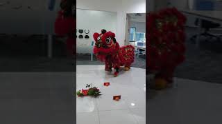 5yo Lion Dance Drummer [upl. by Latashia]