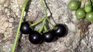 Edible Plants Black nightshade [upl. by Edric]