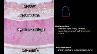 Histology  Trachea [upl. by Kilar]