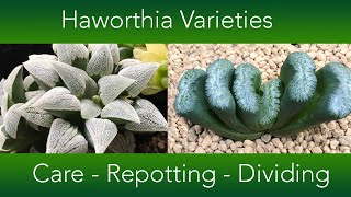 Haworthia Collection  Repotting Dividing and Care [upl. by Dru]