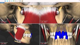 Mandibular Movements [upl. by Rocher]