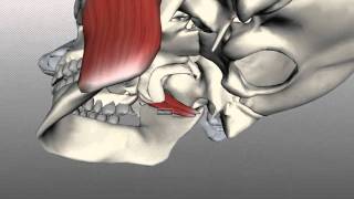 Muscles of Mastication  Anatomy Tutorial [upl. by Bensky]