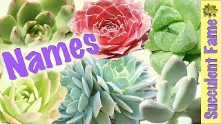 Useful Succulent Identification  Names of Succulents [upl. by Nerual]