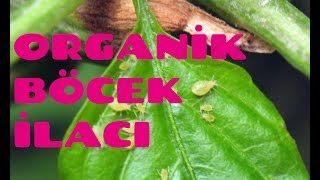 ORGANİK BÖCEK İLACI YAPIMI 1 YEŞİL BİT VB [upl. by Lucita935]