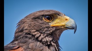 Falconry Intro to Harris Hawks [upl. by Macswan]