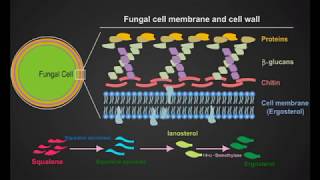 fungal cell animation [upl. by Lillie236]