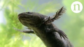 Axolotls A conservation paradox [upl. by Estella]