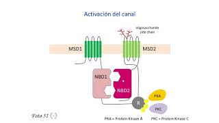 Fibrosis quística 1  El gen CFTR [upl. by Mair709]