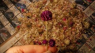 How To Collect Gomphrena Seeds [upl. by Orson]