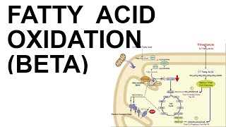 Fatty Acid Beta Oxidation [upl. by Atalanta]