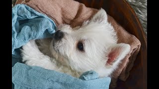 THISTLEBERRY WESTIES PUPPIES PLAYTIME AT 6 WEEKS OLD SPRING 2018 LITTER [upl. by Salaidh457]