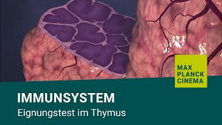 Immunsystem  Eignungstest im Thymus [upl. by Namlas]