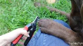 How To Use Dog Nail Clippers [upl. by Herb197]