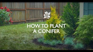 How to Plant a Conifer [upl. by Carberry516]