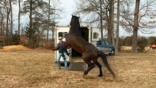 Salamandra gigante de china mini documental [upl. by Ardme867]