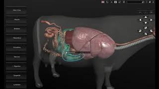 Software 3D Anatomía Bovina [upl. by Obeng]