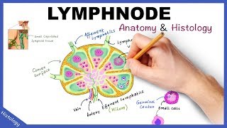 LYMPH NODE Anatomy amp Histology Simplified  Lymphatic System [upl. by Aggri]