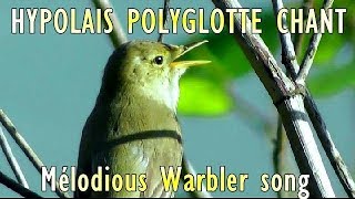 HYPOLAIS POLYGLOTTE  CHANT  Mélodious Warbler [upl. by Erastus]