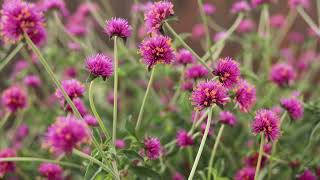 Truffula Pink Gomphrena [upl. by Legnaros]