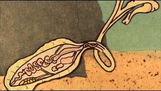 Animated Short The Green Spoonworm [upl. by Uta]