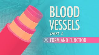 Blood Vessels Part 1  Form and Function Crash Course Anatomy amp Physiology 27 [upl. by Ennayd]