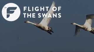 Introducing Flight of the Swans  WWT [upl. by Flower935]