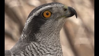 Falconry Introduction to goshawks [upl. by Navlys229]