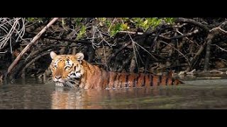 THE BEST SUNDERBAN NATIONAL PARK amp TIGER RESERVE  WEST BENGAL  INDIA [upl. by Arodnap]