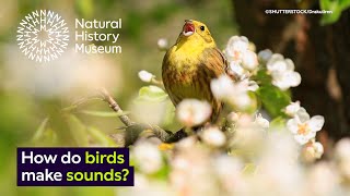 How do birds make sounds  Natural History Museum [upl. by Nyrraf360]