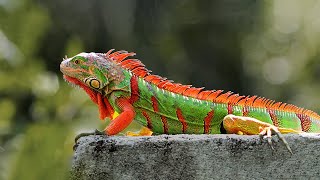 15 Most Beautiful Iguanas in the World [upl. by Iphagenia]