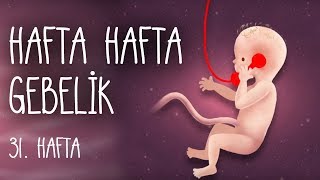 Hafta Hafta Gebelik 31 hafta [upl. by Adekam]