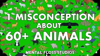 Misconceptions About 64 Different Animals [upl. by Kinnard]