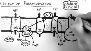 Cellular Respiration 5  Oxidative Phosphorylation [upl. by Hesler156]