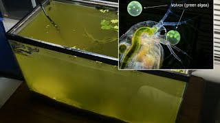 Raising Daphnia for the Freshwater Aquarium [upl. by Atterehs]