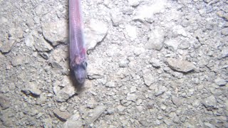 Scientists Make Surprising Discovery Deep Beneath Antarctic Ice Sheet [upl. by Ainod99]