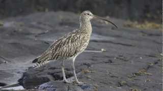 BTO Bird ID  Curlew and Whimbrel [upl. by Aihgn117]