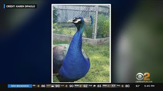 Peacock Spotted Roaming New Jersey Streets [upl. by Cairns]