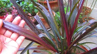 Phormium Plant Caring Tips  New Zealand Flax [upl. by Kemppe]