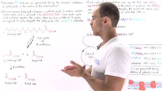 ATP Yield in Fatty Acid Oxidation [upl. by Jit3]