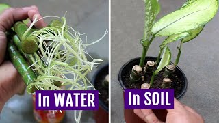 2 Simplest Ideas to Grow Dieffenbachia from Cuttings in Soil amp Water [upl. by Levitus657]