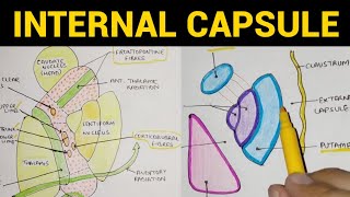 Internal Capsule  1  Parts amp Relations [upl. by Ennahgiel]