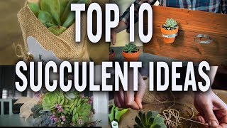 Top Ten Succulent Projects P Allen Smith Tips amp Ideas [upl. by Searle]