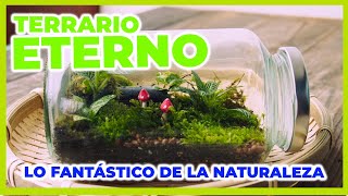 TERRARIO ETERNO  ECOSISTEMA AUTO SUSTENTABLE [upl. by Atsyrhc]