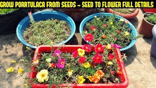 How To Grow Portulaca Or Moss Rose From SeedsFull Information From Seed To Flower [upl. by Ciapas]