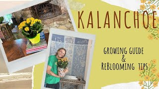 KALANCHOE Ultimate Growing Guide amp ReBlooming Tips subtítulos en español [upl. by Rusell]