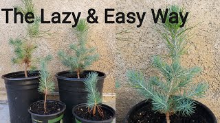 How to grow Pine Tree seedlings from pine cones the Lazy and Easy way [upl. by Os]