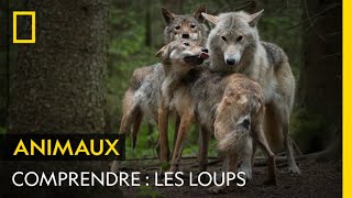 COMPRENDRE  les loups [upl. by Savell]