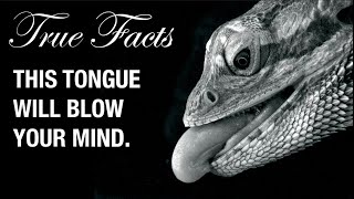 True Facts Snake and Lizard Tongues [upl. by Eilesor617]