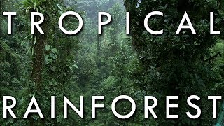 Ecosystem Tropical Rainforests Coral Reefs and Mangrove Swamps Science 6 [upl. by Sausa399]