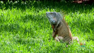 Green Iguanas Turning South Florida Into Jurassic Park [upl. by Tala]